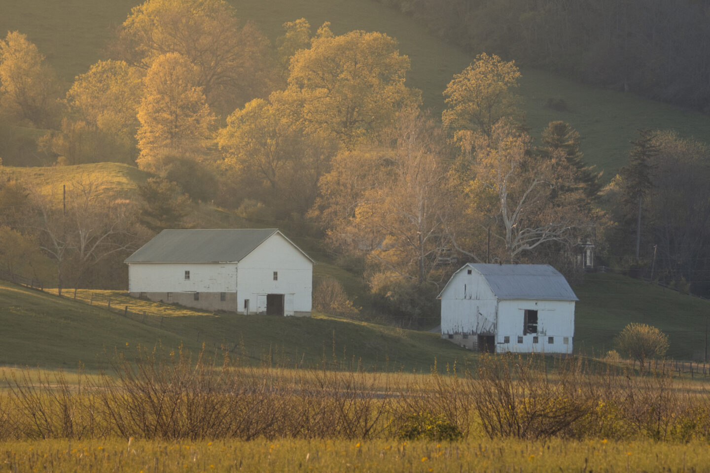 Two white barns at sunset