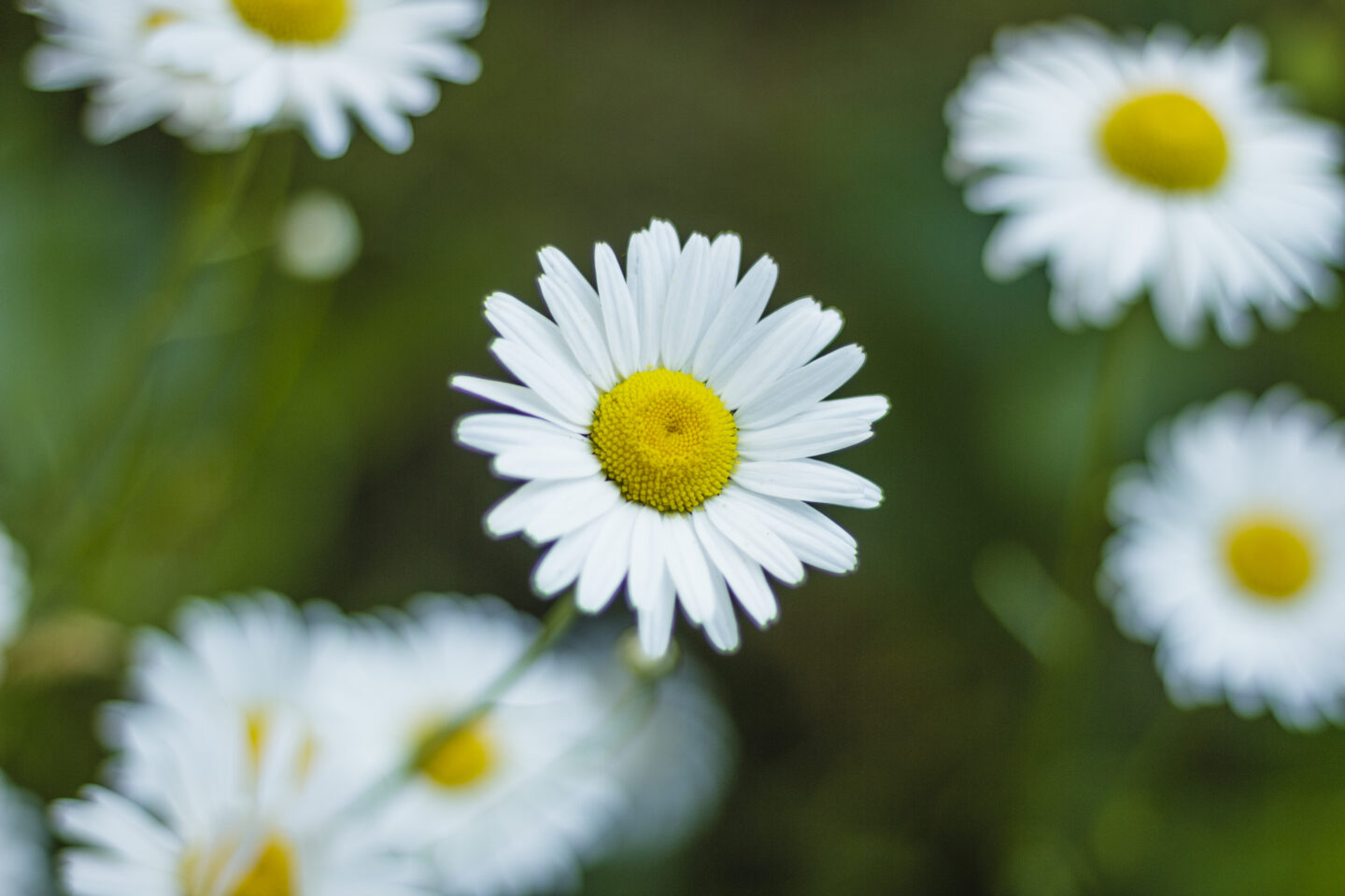 Daisy flower