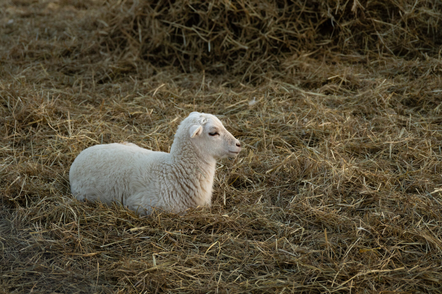 Lamb laying in hay