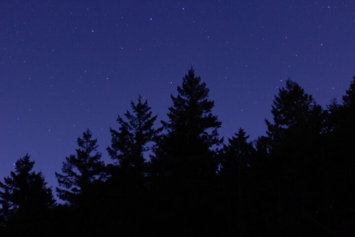 Night sky forest