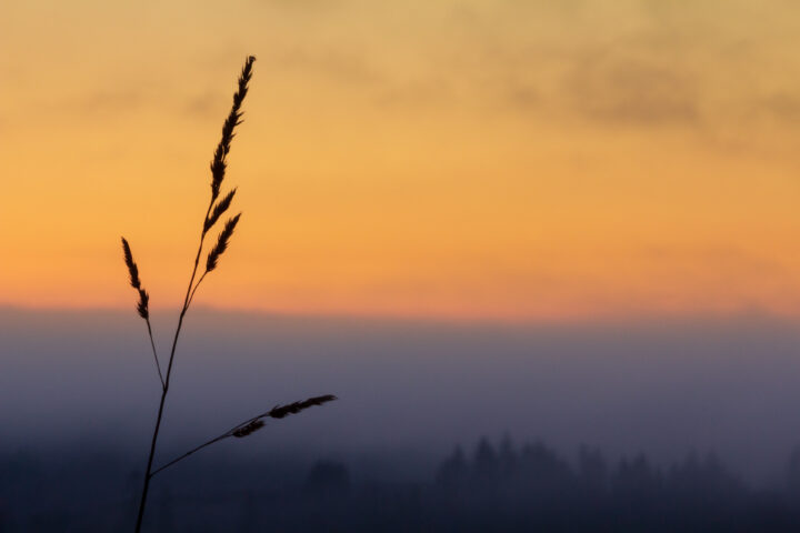 Blade of grass at sunrise