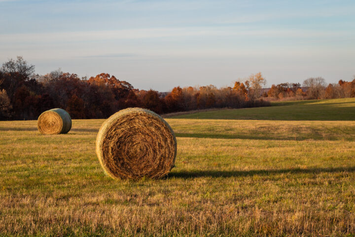 Hay bales