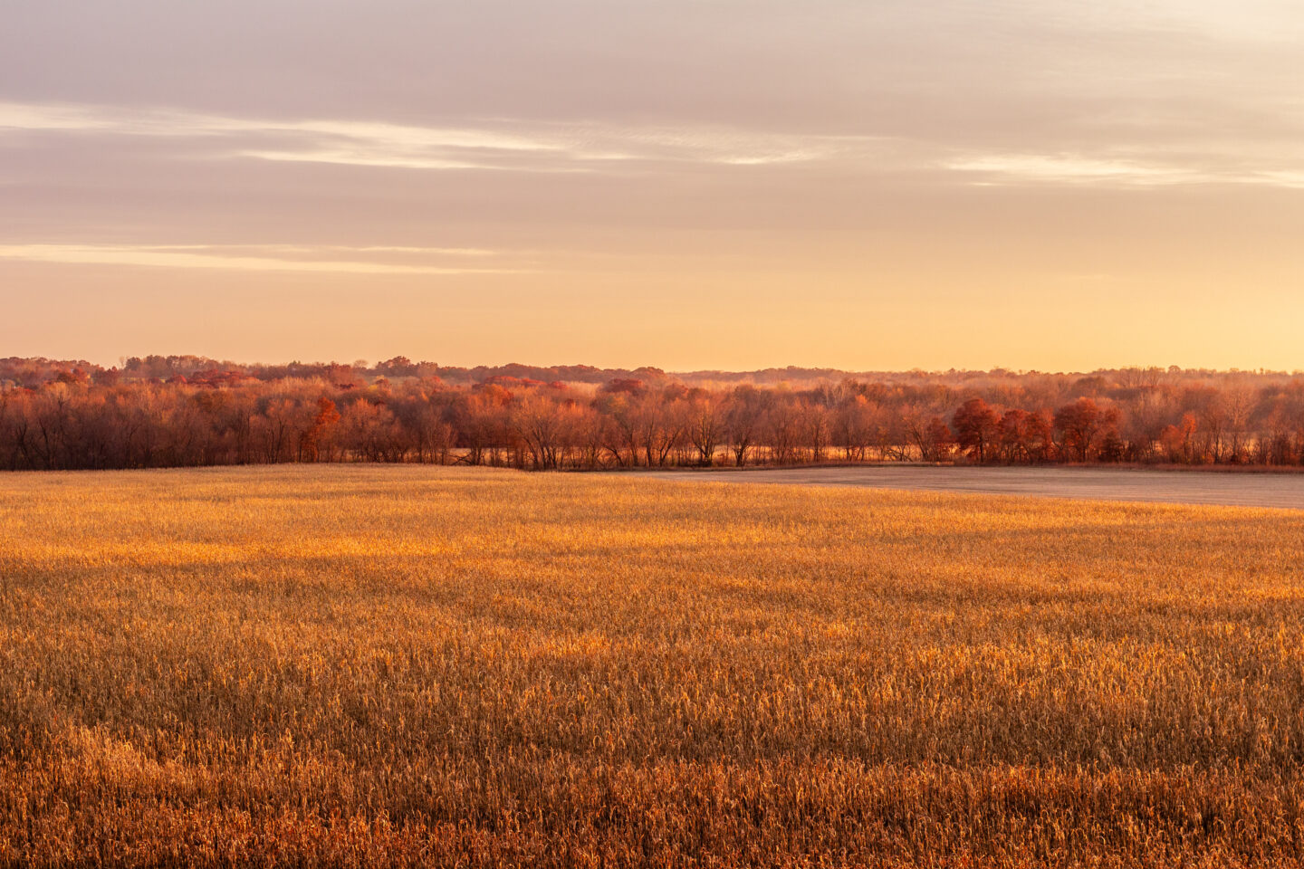 Wheat field