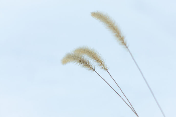 Grass in the snow