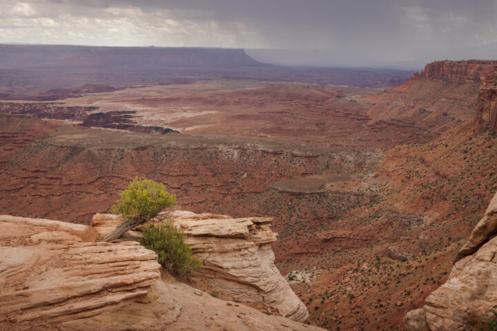 Plant in canyon