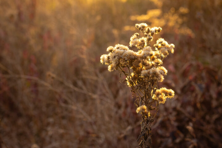 Sun glowing behind grass