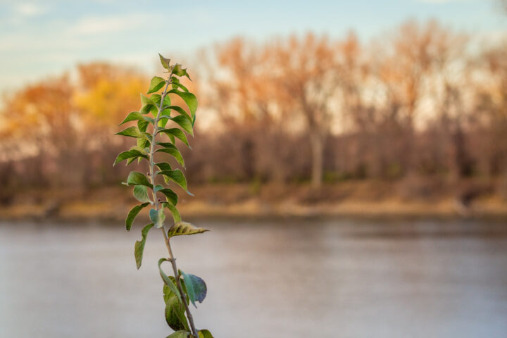 Grass next to river