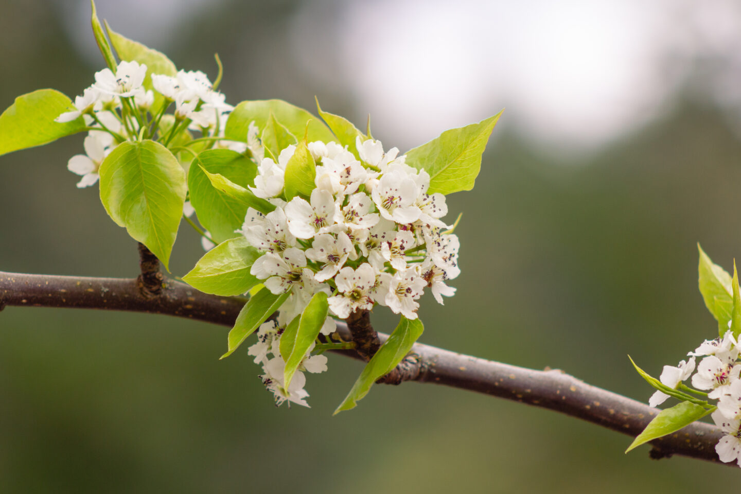 Cherry Blossom