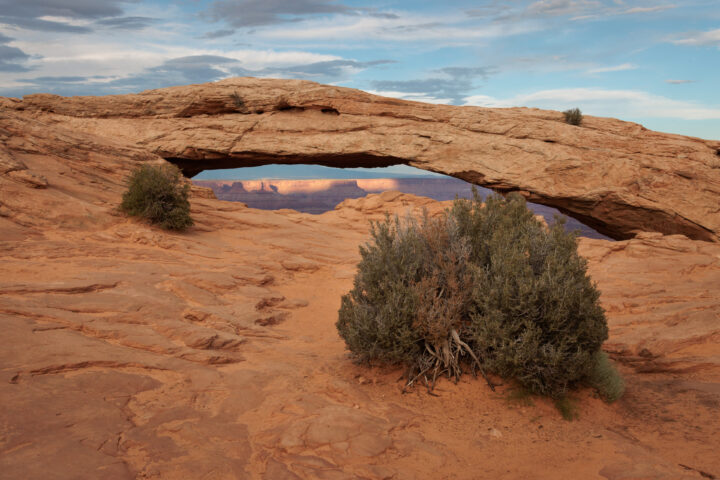 Bush next to a arch